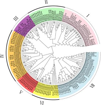 Genome-wide identification and comparative analysis of CLE family in rapeseed and its diploid progenitors